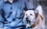 舟曲泥石流再现一义犬拯救全村人