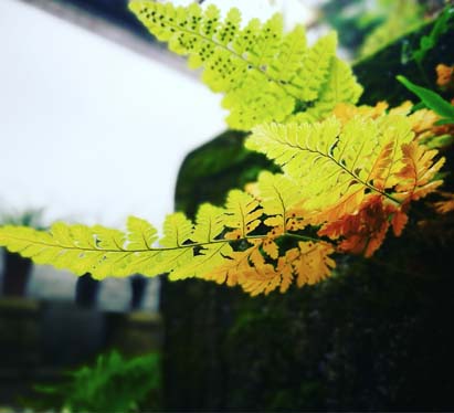 一日禅：话不可说尽