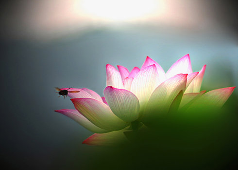 菩提即烦恼，烦恼即菩提