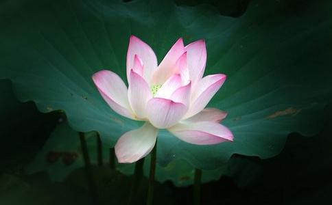 生命内在的宝藏就是菩提心