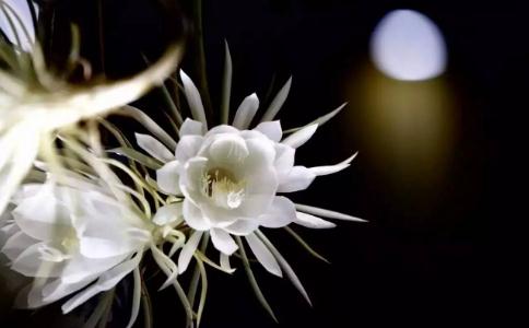 优昙花
