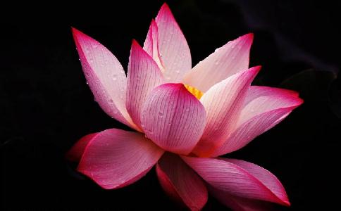 莲花
