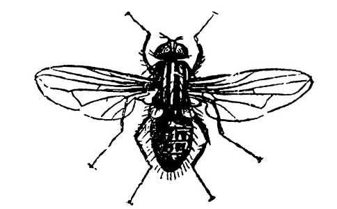 击倒世界冠军的苍蝇