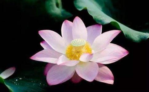 为什么说唯净土法门最为第一？