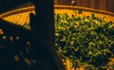 武夷岩茶的典故