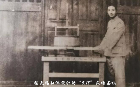 坦洋工夫是什么茶？坦洋工夫红茶的起源与特点