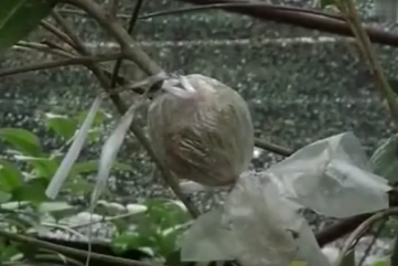 金花茶的来历与种植方法