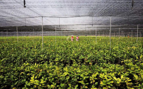 金花茶的来历与种植方法