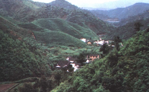 径山茶属于什么茶？径山茶的外形与佛教的渊源