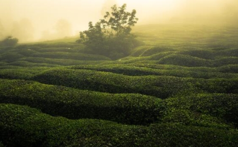 松萝茶属于什么茶？松萝茶的功效与传说
