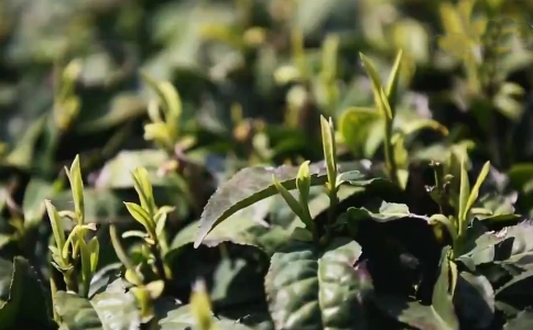 松萝茶属于什么茶？松萝茶的功效与传说