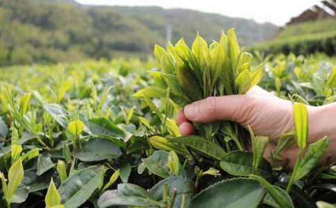 东方美人属于什么茶？东方美人茶的特点、由来与传说