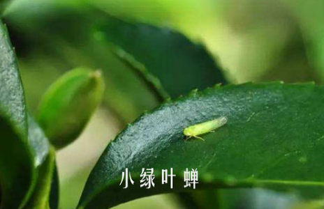 东方美人属于什么茶？东方美人茶的特点、由来与传说