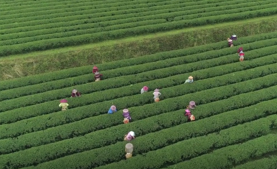 东方美人属于什么茶？东方美人茶的特点、由来与传说