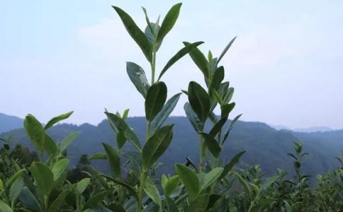 香菇寮白毫是什么茶？泰顺香菇寮白毫介绍