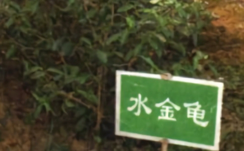 四大名丛是哪四个？武夷四大名丛之水金龟