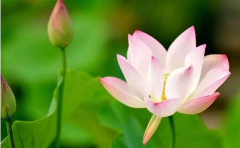 印光大师：末法时代根基陋劣，唯有念佛法门得度
