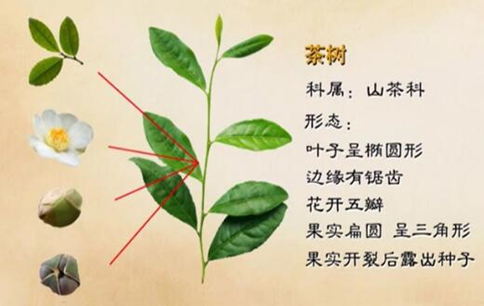茶树的原产地在哪里？六大茶类的茶树是一样的吗？