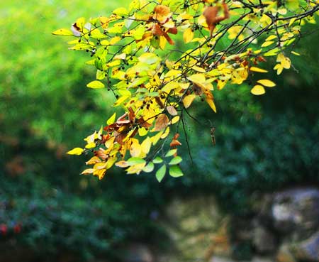 佛理禅机：用一份淡泊的心境笑对人生