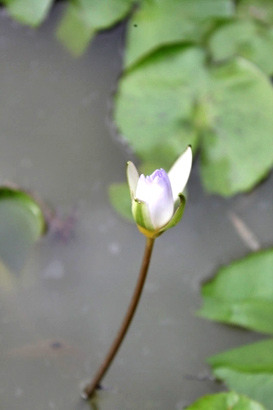 佛理禅机：生命虽然充满苦恼 但也满载奇珍