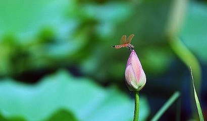 佛理禅机：水果拼盘里唯一的柠檬