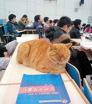 大学里的“流浪天使”