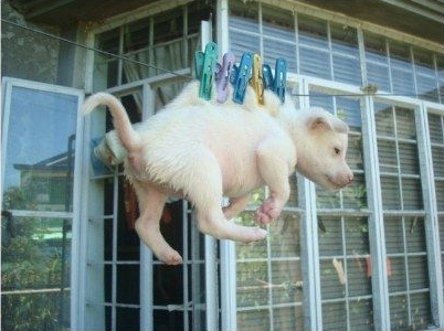 因好玩用衣夹夹小狗遭社会谴责