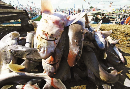 　　禁止卖卖拥有鱼翅