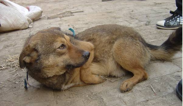 　　我们需要更多的爱