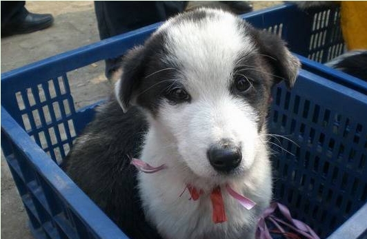 　　我们需要更多的爱