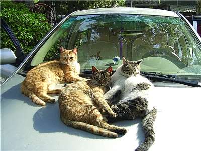 退休大爷和他的小猫们