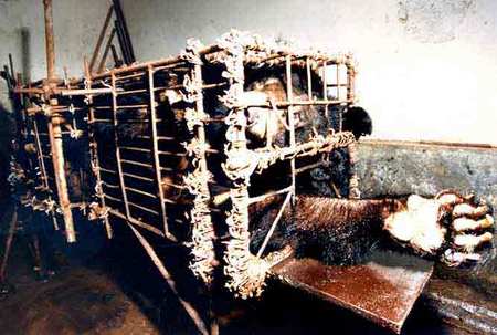 献身抽胆汁裸捐 众企业家劝归真堂转型