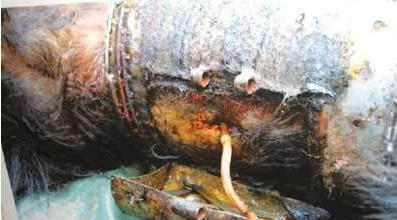 残忍自掏黑熊胆及内脏