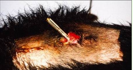 残忍自掏黑熊胆及内脏