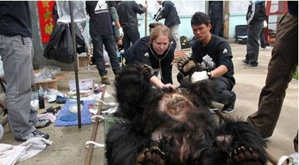 残忍自掏黑熊胆及内脏